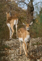 Obraz premium Blackbuck in the zoo