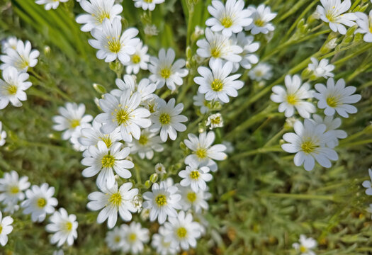 Filziges Hornkraut, Cerastium tomentosum, im Fr&uuml;hling