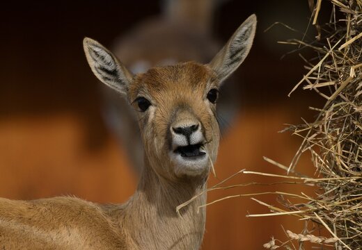 Blackbuck in the zoo