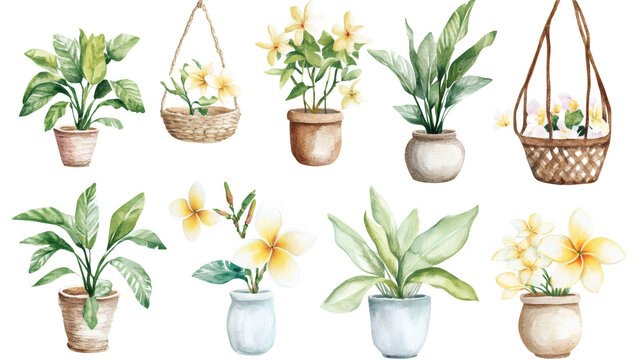 Watercolor plumeria and tropical potted plants arranged in various ceramic pots and a hanging basket, soft pastel colors, isolated on white