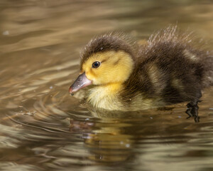 Ferruginous pochard (Aythya nyroca) duckling swimming in a pond with golden reflections