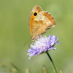 Meadow Brown butterfly feeding on a field scabious