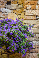 Blue potato bush flowering in front of an old stone wall