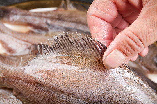 Fresh Caught Flounder Fish Preparation - Scaling Raw Seafood in Kitchen