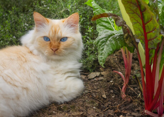 Blue-eyed Birman cat lying in a vegetable garden next to Swiss chard