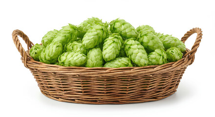 Obraz premium Fresh Green Hop Cones in Wicker Basket Isolated on White Background, Humulus Lupulus Beer Brewing Ingredient for Craft Brewery, Aroma and Bittering Hops Harvest Close Up