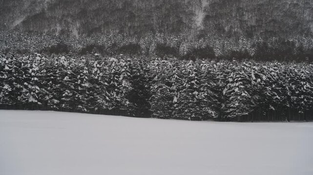 雪原と針葉樹の森
