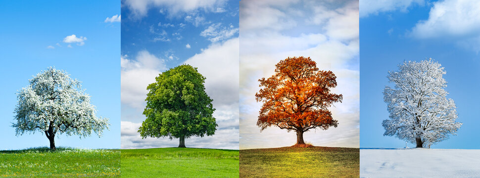 Wundersch&ouml;ner Baum in den vier jahreszeiten