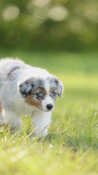 Playful puppy Australian Shepherd enjoys running across green grass in the park on a sunny afternoon