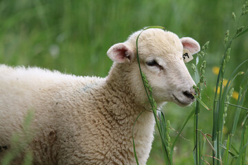 Obraz premium Lamb on a Farm