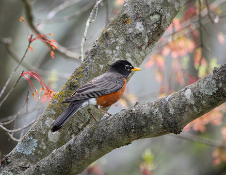 Robbin in Blooming Spring Tree