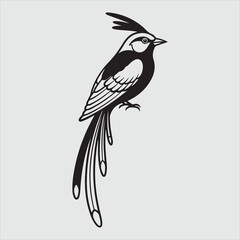 Beautiful bird vector design