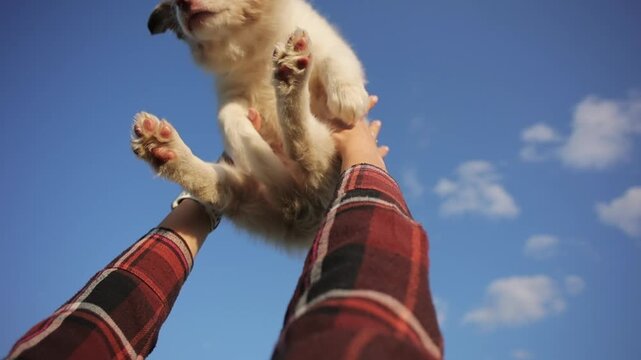A very beautiful puppy on the background of the sky is cute, jokingly and playfully tossed up by its owner.
