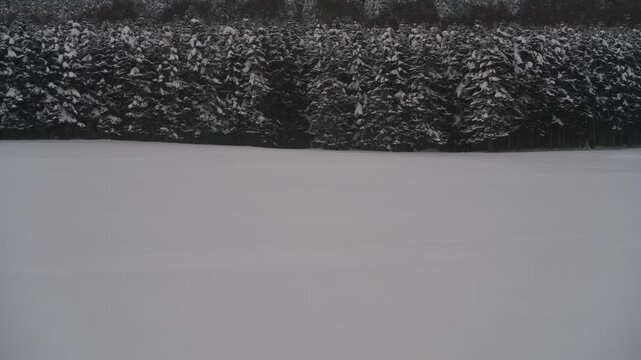 雪原と針葉樹の森