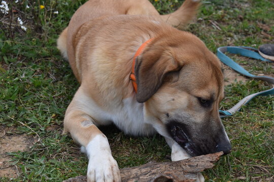 Perro marr&oacute;n en la montanya mezcla Mastin - Border Coli