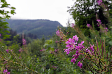Obraz premium Pink Fireweed Flowers with Raindrops