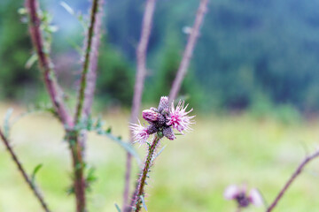 Purple Thistle Wildflower in Mountain Meadow