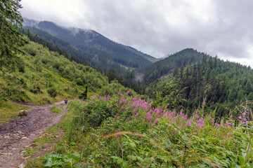 Distant Traveler on Scenic Mountain Road