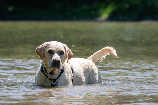 Yellow labrador retriever stands wet in the shallow water of a pond on a sunny day,splashing water droplets in the air and looking directly towards the camera