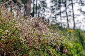 Morning Dew on Wild Grass in Mountain Forest