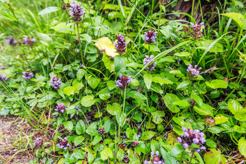 Mountain Forest Landscape with Misty Peaks