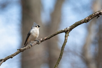 Fototapeta premium A tufted titmouse is perched on a bare branch against a blurred forest background