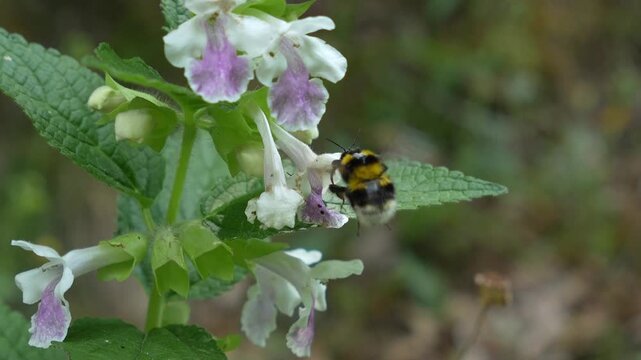Slow motion macro shot of a furry bumblebee collecting nectar from a bastard balm flower. An essential pollinator at work in nature