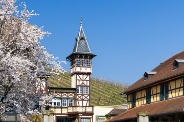 Obraz premium Wackerbarth Castle tower and blooming cherry tree in spring