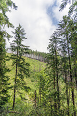 Fototapeta premium Coniferous Forest on Mountain Slope