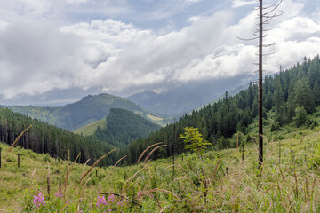 High Mountain Valley View with Dry Tree Trunks