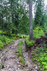 Hiker Walking Down Rocky Mountain Forest Road