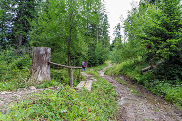 Muddy Forest Path with Wooden Bridge