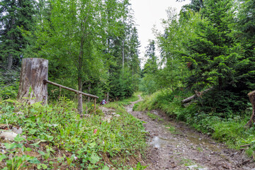 Muddy Forest Path with Wooden Bridge