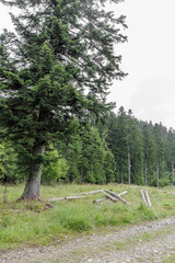 Majestic Pine Tree in Mountain Clearing