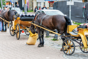 Traditional Horse Carriage in European City