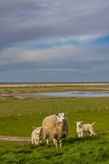 Sheep family with lambs grazing rural Friesland Netherlands