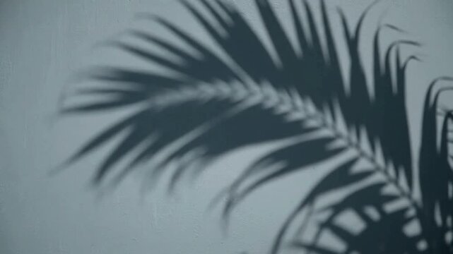 The elegant shadow of a palm leaf graces a textured wall, showcasing nature's artistry and the dance of light and shadow. 