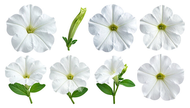 Eight white petunia blossoms and buds, various angles, on black