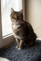 Fototapeta premium Brown tabby cat with white chest sitting on gray fur near window in indoor setting, domestic pet, calm posture.