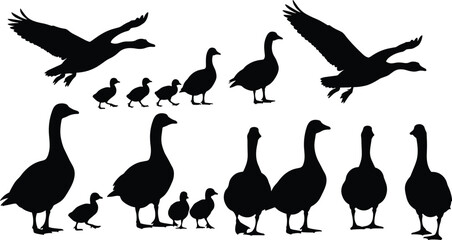 Black silhouettes of geese and goslings vector set, wild water birds in flight and walking, farm animal family isolated on white background © MdArfin
