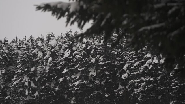 雪原と針葉樹の森