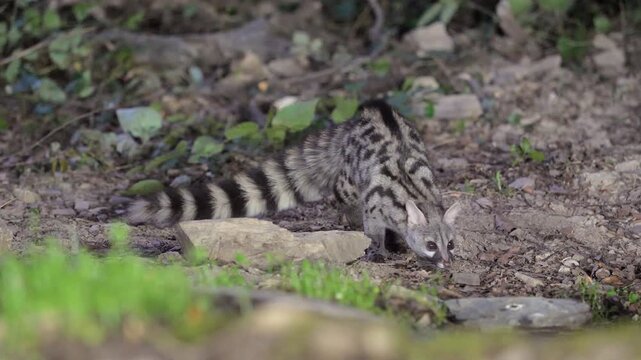 A wild Genet (Genetta genetta) search food an looking for prey, hunting, moves in a natural forest environment habitat, showing agility, balance, and natural behavior of a nocturnal predator.
