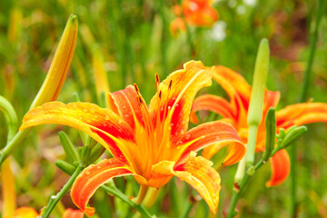 Obraz premium Yellow and Red Daylilies in Bloom with Water Droplets