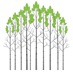 aspen tree with leaves © MOHAMMADRIPON