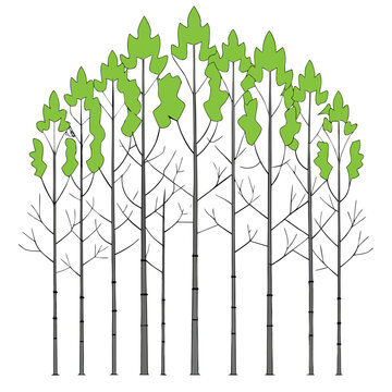 aspen tree with leaves