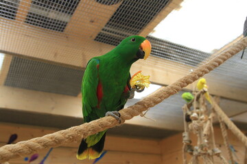 Eclectus parrot eating an orange © s72677466