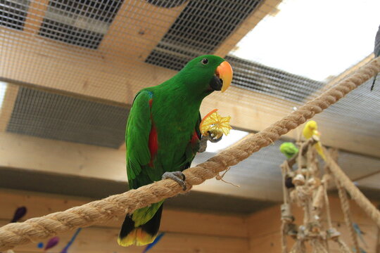 Eclectus parrot eating an orange