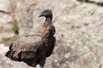 Fototapeta premium joven Condor posando 