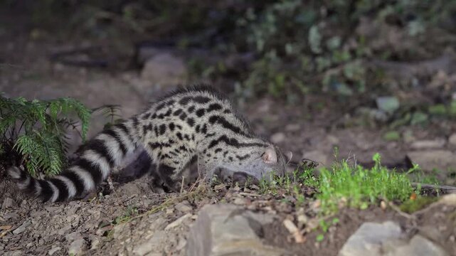 A wild Genet (Genetta genetta) search food an looking for prey, hunting, moves in a natural forest environment habitat, showing agility, balance, and natural behavior of a nocturnal predator.