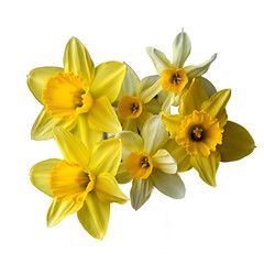 Fresh yellow and white-yellow daffodils on black background isolated by studio light. Minimalism, spring, floristry